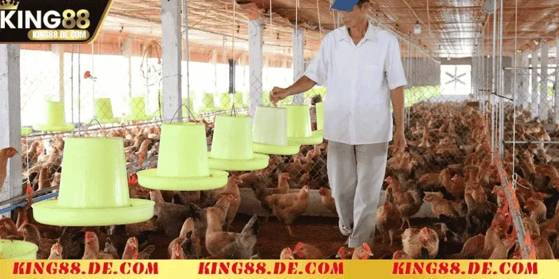 Nuôi Gà Không Bị Bệnh King88 - Bí Quyết Giúp Gà Khỏe Mạnh quan ly dan ga chuyen nghiep