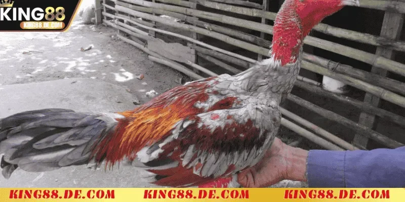 Ép Cân Gà Chọi Khoa Học King88 - Chiến Lược Tối Ưu Thể Trạng Tầm quan trọng của việc ép cân gà chọi khoa học